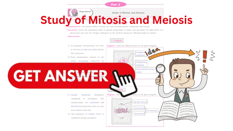Study of Mitosis and Meiosis Practical Answer Solutions