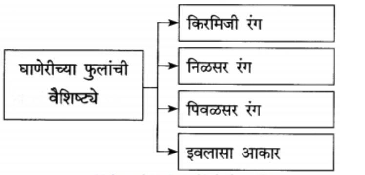 घाणेरीच्या फुलांची वैशिष्ट्ये
उत्तर
(१) किरमिजी रंग
(२) निळसर रंग
(३) पिवळसर रंग
(४) इवलासा आकार