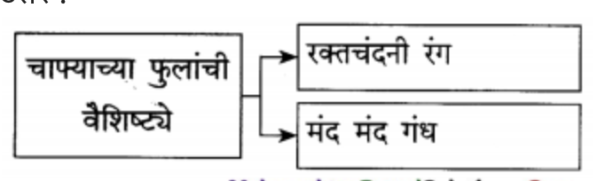 चाफ्याच्या फुलांची वैशिष्ट्ये
उत्तर
(१) रक्त चंदन रंग
(२) मंद मंद गंध
